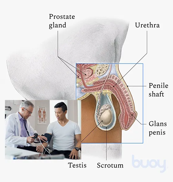 Restore Sexual Function with Penile Implants
